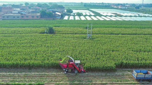 現代農業技術開發 農機在玉米收獲中的關鍵作用