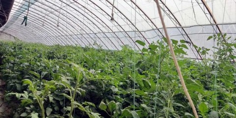 八師石河子市科技調(diào)研組赴六師交流學(xué)習(xí)，助力設(shè)施農(nóng)業(yè)技術(shù)開發(fā)與創(chuàng)新