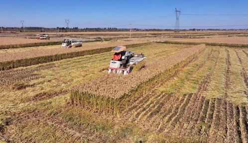 科技為翼，規(guī)模為基，融合為墨 繪就農(nóng)業(yè)現(xiàn)代化發(fā)展新圖景