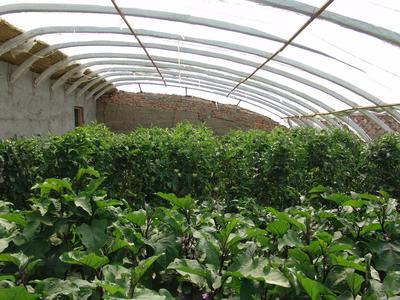供應黃瓜種植大棚與日光溫室大棚的技術開發與應用