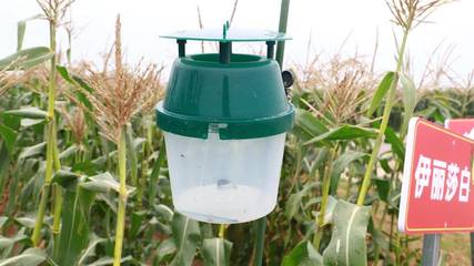 生物農藥統一防治助力漢南甜玉米品質保障