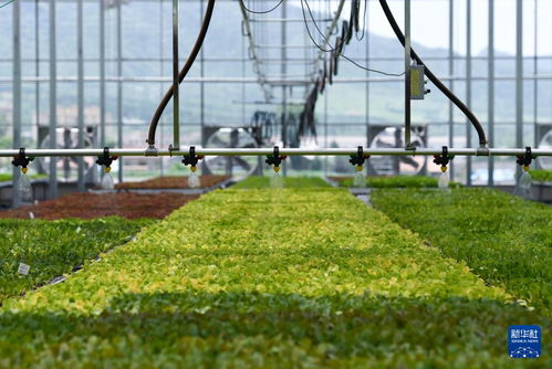 陜西寶雞 以農(nóng)業(yè)技術(shù)開發(fā)推動(dòng)綠色發(fā)展，擘畫鄉(xiāng)村振興新圖景