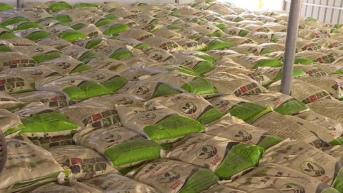 科技賦能熱帶農(nóng)業(yè) 保亭打造鄉(xiāng)村振興新引擎