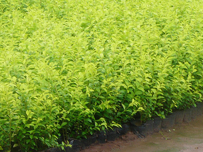 江蘇成富農(nóng)業(yè)技術(shù)開發(fā) 灑金柏種植與養(yǎng)護(hù)技術(shù)詳解