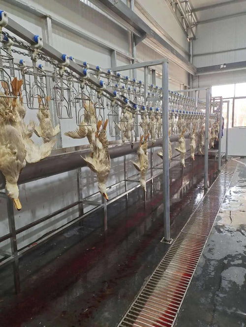 青企領航，科技賦能現代農業——江西綠之星農業科技發展有限責任公司技術開發實踐