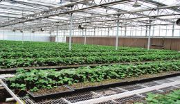 “谷”色古香 金太谷的“綠色崛起”——農業技術開發引領產業變革