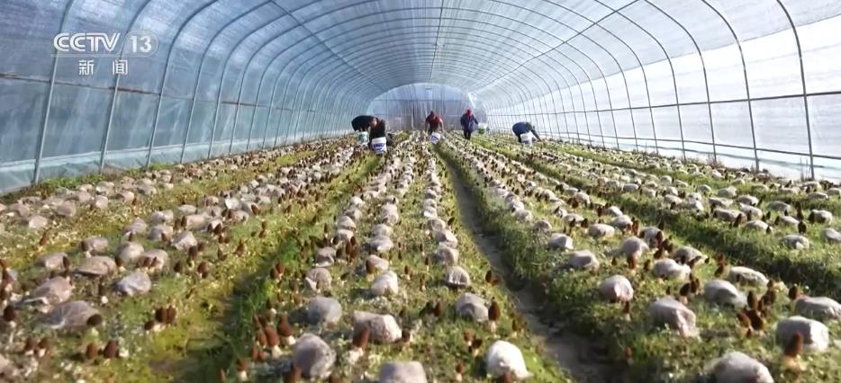 以農業技術開發為引擎，打造城鄉聯動產業集群，賦能農民增收致富