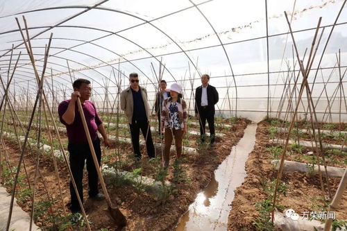筑牢防寒屏障 護航蔬菜生產——縣農產品發展服務中心技術人員深入一線指導蔬菜霜凍管理